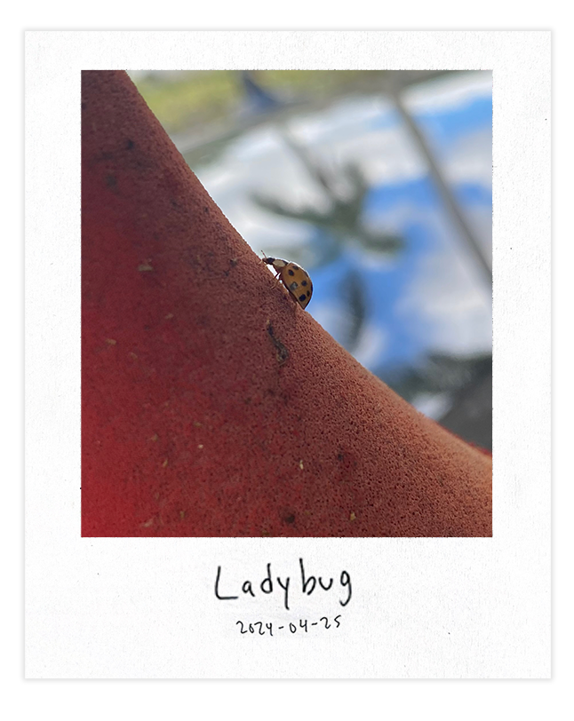 Ladybug