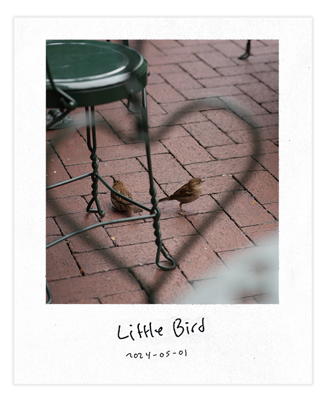 Little Bird